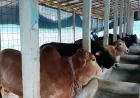 Chandpur faces shortfall of sacrificial animals ahead of Eid
