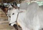 Cattle supply exceeds demand in Narayanganj Eid market