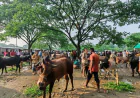 Madanpur cattle market bustles ahead of Eid-ul-Azha