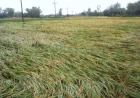 23 hectares of boro paddy damaged by Nor’wester in Pirganj