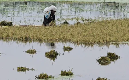 River water rises in Kishoreganj, haor crops face threat