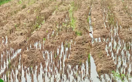 7,300 hectares of Boro submerged in Bagerhat, farmers face heavy losses