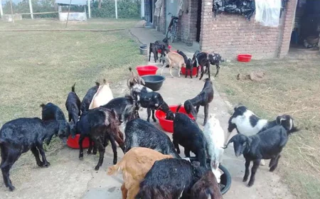 Goat rearing gains momentum in Rajshahi ahead of Eid-ul-Azha