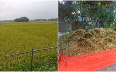 Shariatpur farmers fear losses as weather turns against bumper Boro yield