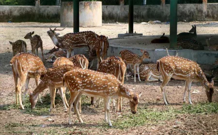 Rajshahi Botanical Garden likely to become 'Rajshahi Bird Park'