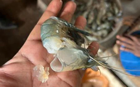 Mobile court fines trader for injecting jelly into shrimp in Narsingdi