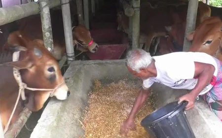 Livestock supply exceeds demand in Lakshmipur ahead of Eid