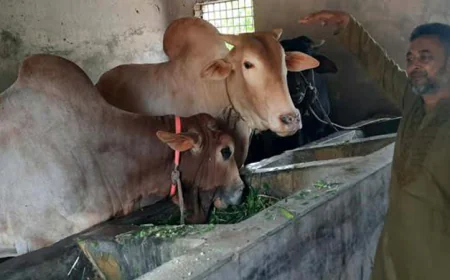 Gigantic bulls 'Simba', 'Lalu' draw crowds at Rajshahi cattle farm ahead of Eid-ul-Azha