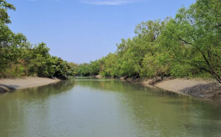377 deer poachers arrested in one year in the Sundarbans