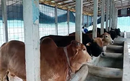Chandpur faces shortfall of sacrificial animals ahead of Eid