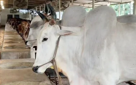 Cattle supply exceeds demand in Narayanganj Eid market