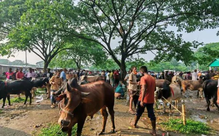Madanpur cattle market bustles ahead of Eid-ul-Azha