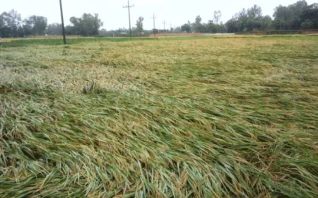 23 hectares of boro paddy damaged by Nor’wester in Pirganj