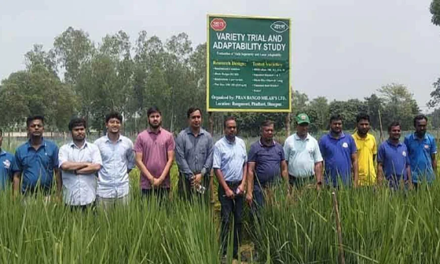 Experimental success in Basmati paddy cultivation in Dinajpur