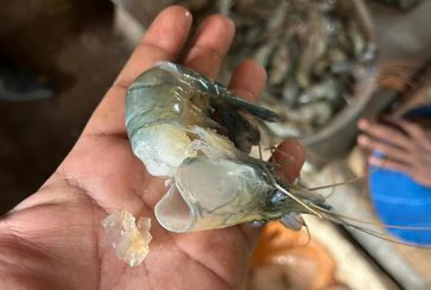 Mobile court fines trader for injecting jelly into shrimp in Narsingdi
