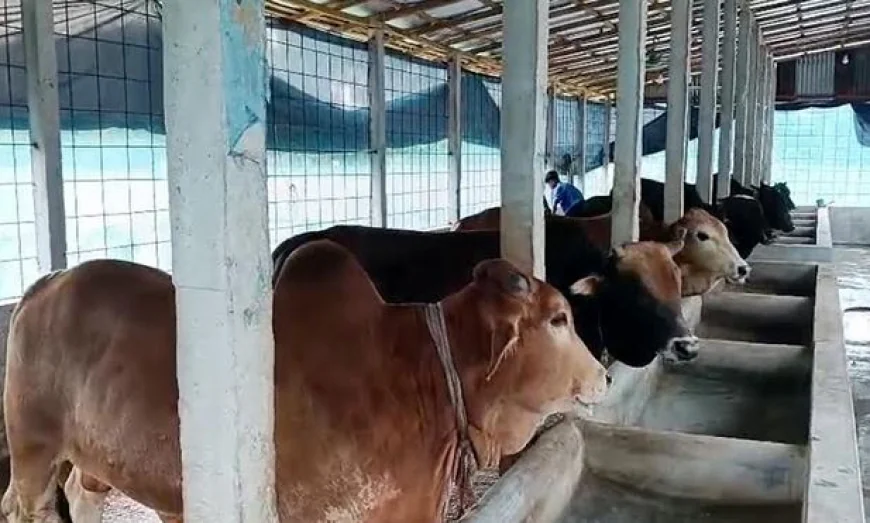 Chandpur faces shortfall of sacrificial animals ahead of Eid