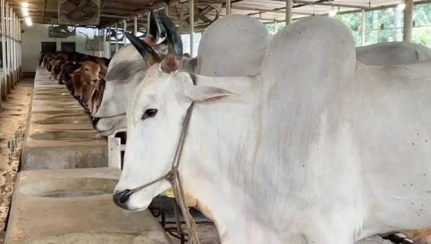 Cattle supply exceeds demand in Narayanganj Eid market