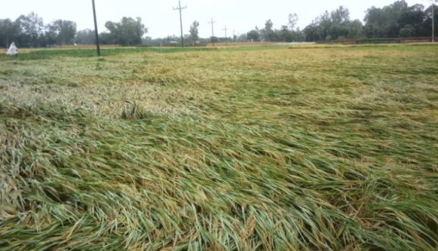 23 hectares of boro paddy damaged by Nor’wester in Pirganj