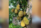 Jackfruit Cultivation Boosts Nutrition and Economic Development in Patuakhali