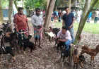 Goats, Food and Medicines Distributed Among Fishermen in Bagerhat