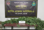 Cannabis Cultivation Found in Betel Leaf Garden; One Arrested in Puthia