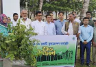 Tree plantation programme launched in Pirojpur