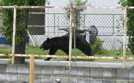 Mass School Closures in Japan City as Bear Roams Streets
