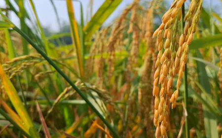 Govt Allocates Tk 28,881 Crore for Agriculture in FY27
