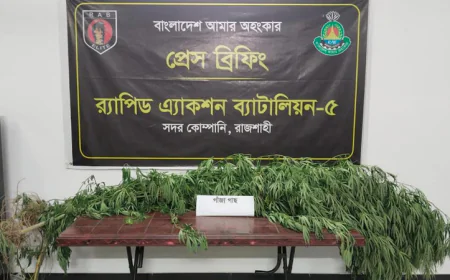 Cannabis Cultivation Found in Betel Leaf Garden; One Arrested in Puthia