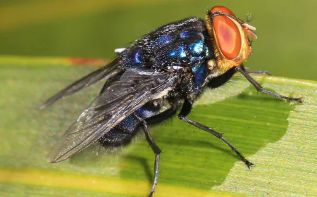 Mexico, US Open Plant to Produce Flies to Fight Cattle Parasite