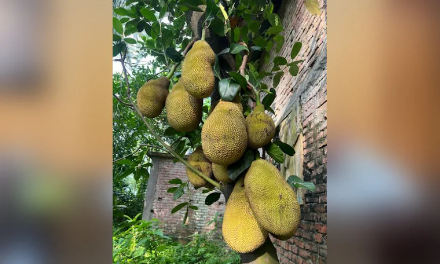 Jackfruit Cultivation Boosts Nutrition and Economic Development in Patuakhali