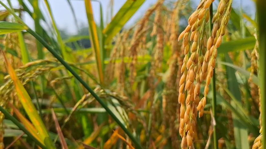 Govt Allocates Tk 28,881 Crore for Agriculture in FY27
