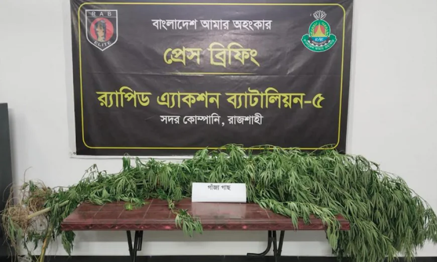Cannabis Cultivation Found in Betel Leaf Garden; One Arrested in Puthia