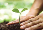 'Tree Monitoring App' to Digitally Track Nationwide Afforestation Drive