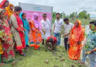Special mangrove plantation drive launched in Mongla