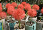 Khulna to host month-long tree fair from July 11