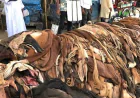 Tannery Waste to Be Turned into Protein Filler, Collagen