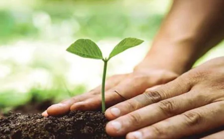 'Tree Monitoring App' to Digitally Track Nationwide Afforestation Drive