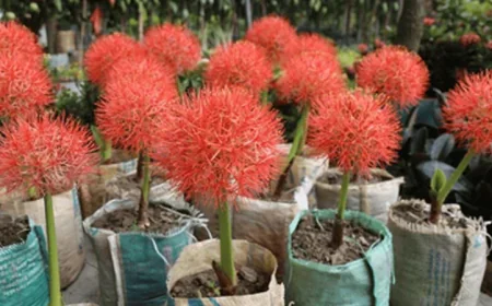 Khulna to host month-long tree fair from July 11