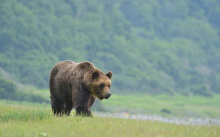 Japan family finds bear inside kitchen, calls police