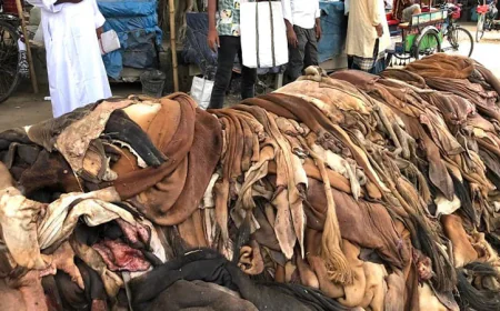 Tannery Waste to Be Turned into Protein Filler, Collagen