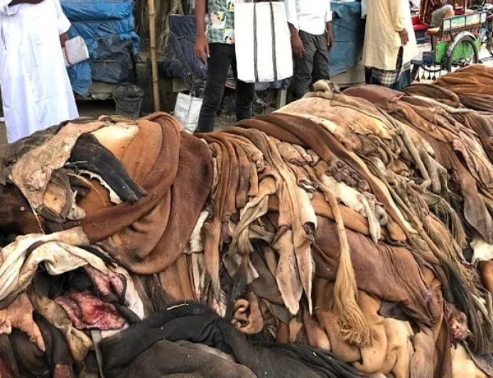 Tannery Waste to Be Turned into Protein Filler, Collagen