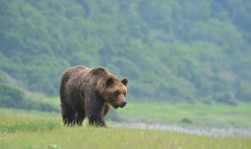 Japan family finds bear inside kitchen, calls police