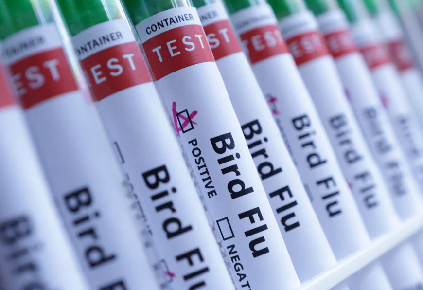 New Zealand detects H5 bird flu outbreak