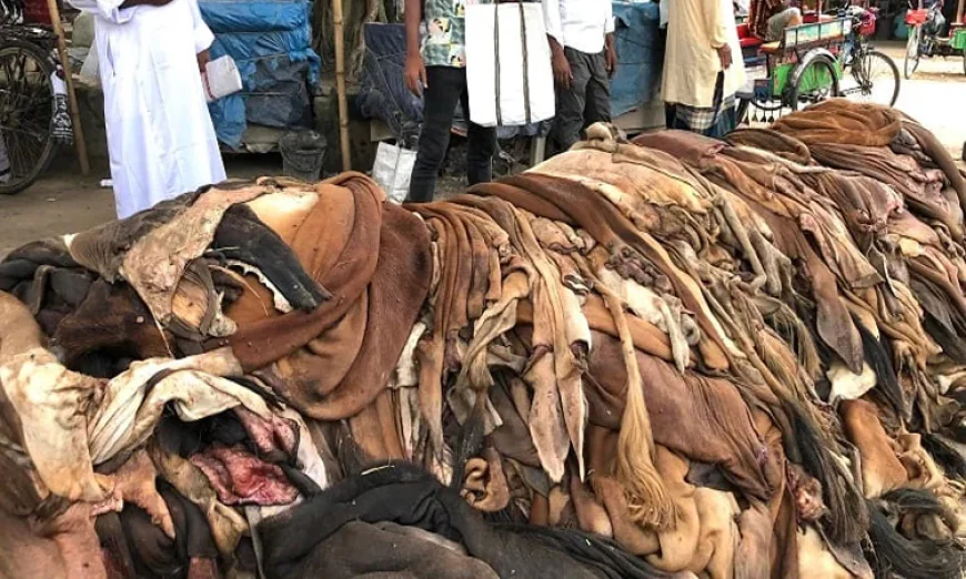 Tannery Waste to Be Turned into Protein Filler, Collagen
