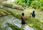 Farmers start reaping benefits of re-excavation   of the dying canal in Alfadanga