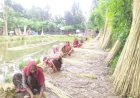 DAE Sets 3.17 Lakh-Bale Jute Production Target for Narail