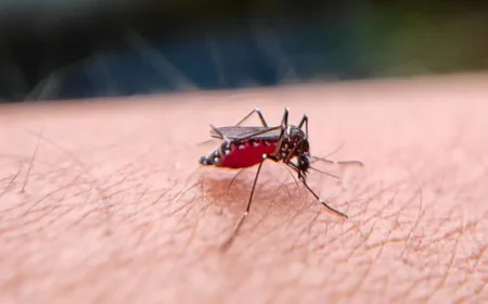 Experts Call for Greater Public Awareness to Prevent Dengue