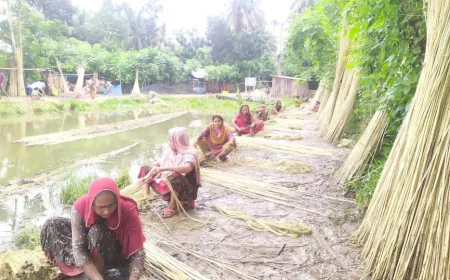 DAE Sets 3.17 Lakh-Bale Jute Production Target for Narail
