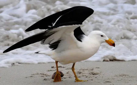 Australia to Vaccinate Birds Against H5 Avian Flu